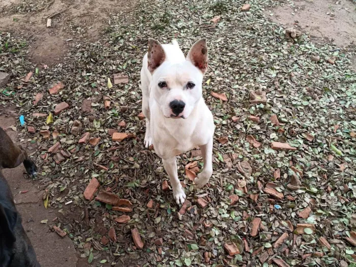 Cachorro ra a Pit-Bull idade 1 ano nome Cirius