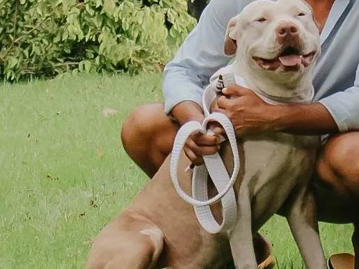 Cachorro ra a Pit-Bull idade 6 ou mais anos nome Arthur 