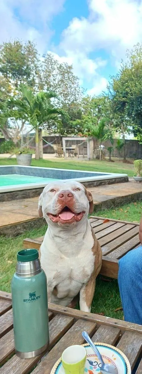 Cachorro ra a Pit-Bull idade 6 ou mais anos nome Arthur 