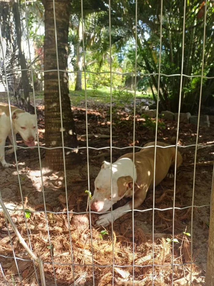 Cachorro ra a Pit-Bull idade 6 ou mais anos nome Arthur 