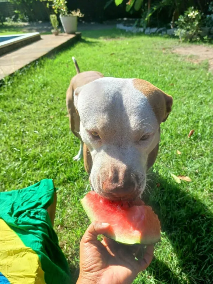 Cachorro ra a Pit-Bull idade 6 ou mais anos nome Arthur 