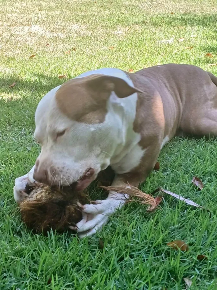 Cachorro ra a Pit-Bull idade 6 ou mais anos nome Arthur 