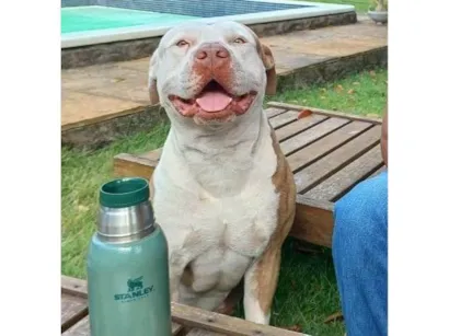 Cachorro raça Pit-Bull idade 6 ou mais anos nome Arthur 
