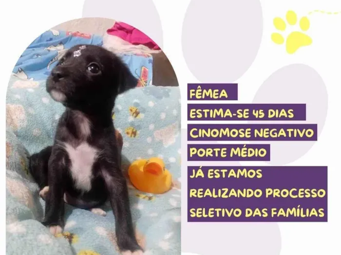 Cachorro ra a SRD-ViraLata idade Abaixo de 2 meses nome Pérola 
