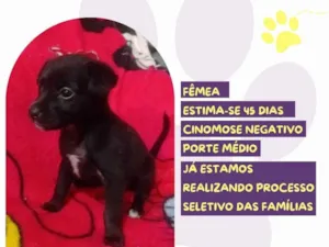 Cachorro raça SRD-ViraLata idade Abaixo de 2 meses nome Ágata 