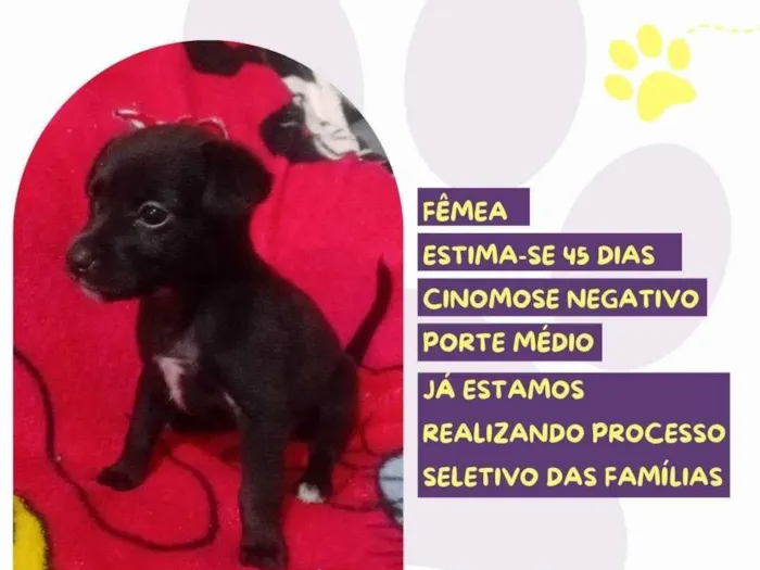 Cachorro ra a SRD-ViraLata idade Abaixo de 2 meses nome Ágata 