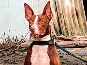 Cachorro raça Pit-Bull idade 3 anos nome Nina