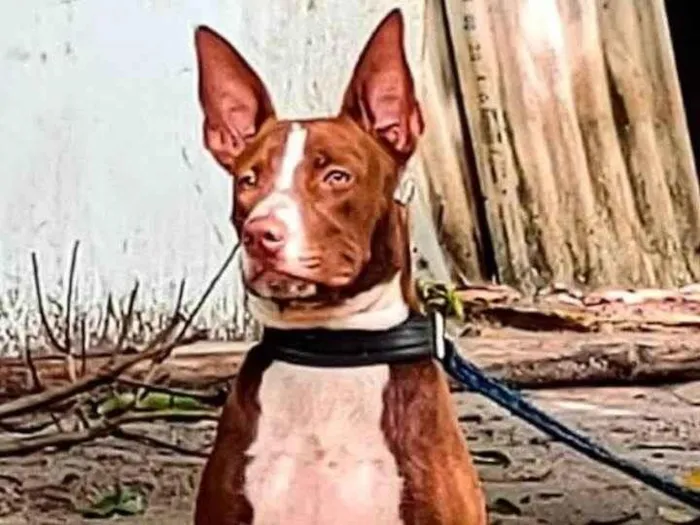 Cachorro ra a Pit-Bull idade 3 anos nome Nina