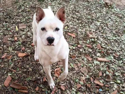 Cachorro raça Pit-Bull idade 1 ano nome Cirius