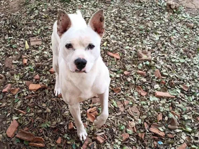 Cachorro ra a Pit-Bull idade 1 ano nome Cirius