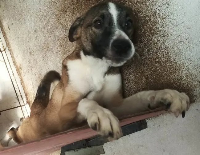 Cachorro ra a SRD-ViraLata idade 7 a 11 meses nome Bruce