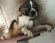 Bruce