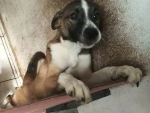 Cachorro raça SRD-ViraLata idade 7 a 11 meses nome Bruce