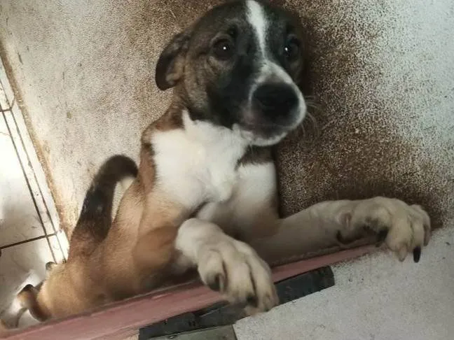 Cachorro ra a SRD-ViraLata idade 7 a 11 meses nome Bruce