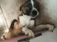 Bruce