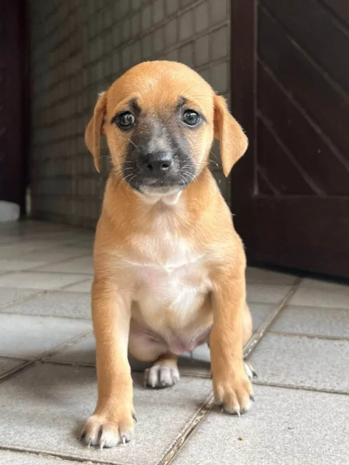 Cachorro ra a SRD-ViraLata idade 2 a 6 meses nome Laranjinha