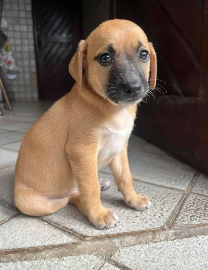 Cachorro ra a SRD-ViraLata idade 2 a 6 meses nome Laranjinha