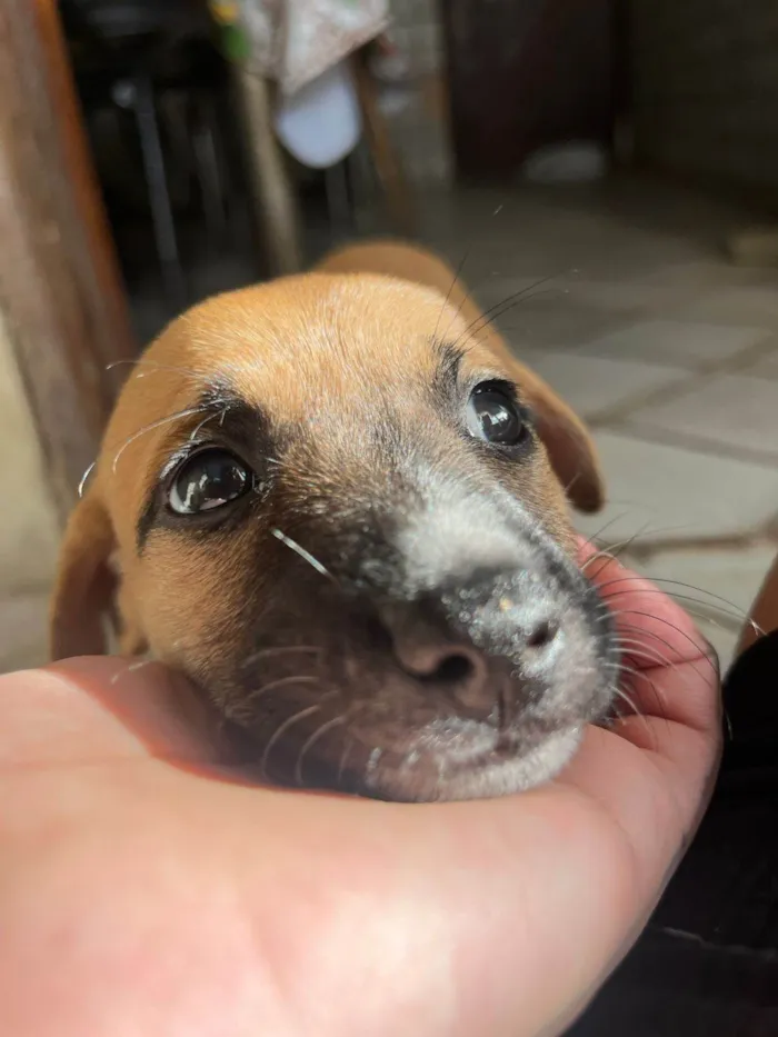 Cachorro ra a SRD-ViraLata idade 2 a 6 meses nome Laranjinha