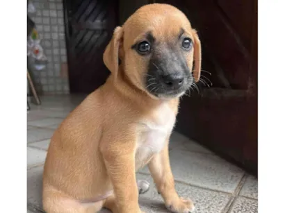 Cachorro raça SRD-ViraLata idade 2 a 6 meses nome Laranjinha
