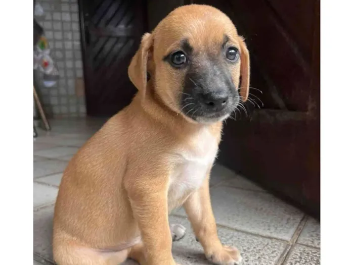 Cachorro ra a SRD-ViraLata idade 2 a 6 meses nome Laranjinha