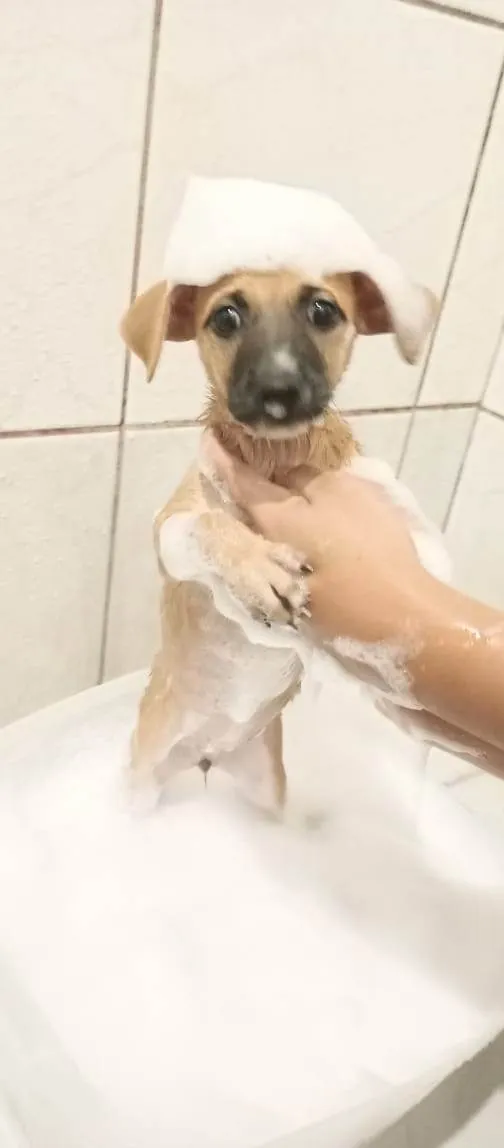 Cachorro ra a SRD-ViraLata idade 2 a 6 meses nome Laranjinha