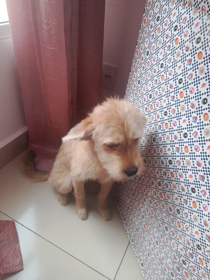Cachorro ra a SRD-ViraLata idade 7 a 11 meses nome Pandora 