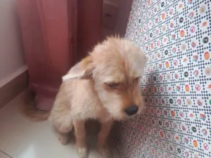 Cachorro raça SRD-ViraLata idade 7 a 11 meses nome Pandora 