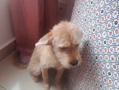 Cachorro raça SRD-ViraLata idade 7 a 11 meses nome Pandora 