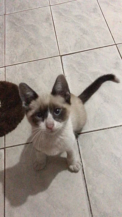 Gato raça Siamês idade Abaixo de 2 meses nome Smoky