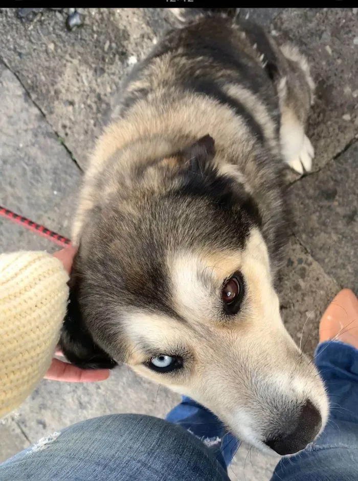 Cachorro ra a Husky Siberiano idade 5 anos nome Laika 