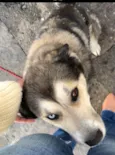 Laika