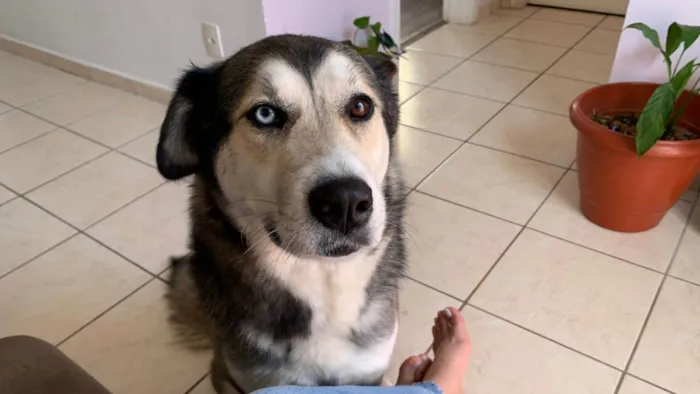Cachorro ra a Husky Siberiano idade 5 anos nome Laika 