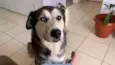 Laika