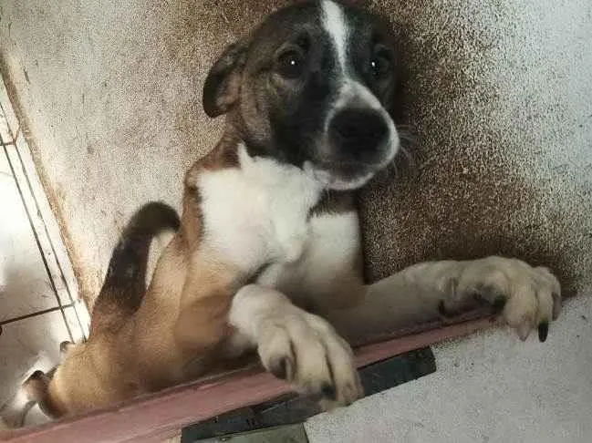 Cachorro ra a SRD-ViraLata idade 7 a 11 meses nome Bruce