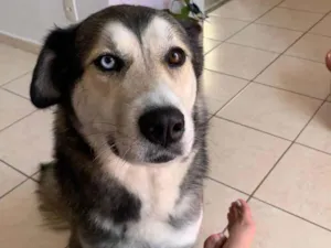 Cachorro raça Husky Siberiano idade 5 anos nome Laika 