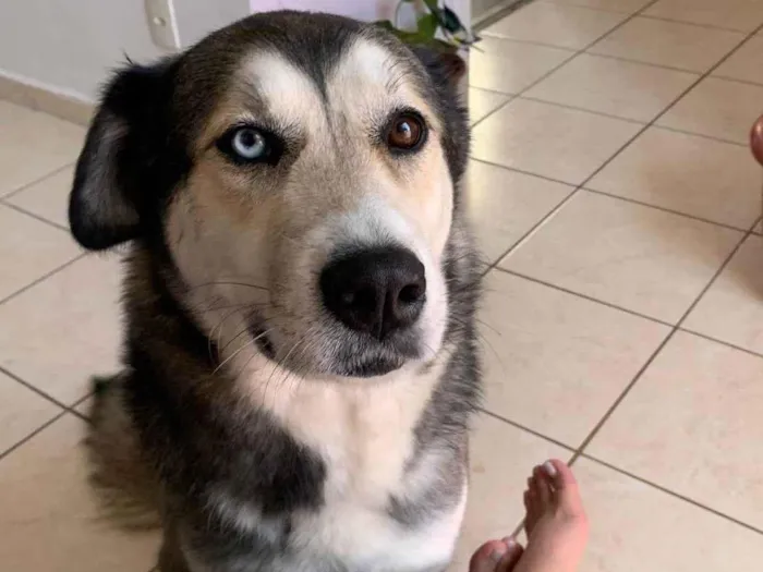 Cachorro ra a Husky Siberiano idade 5 anos nome Laika 