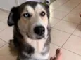 Laika