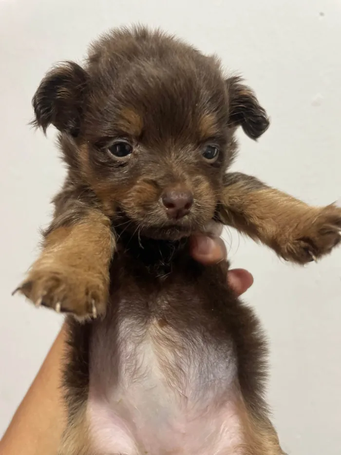Cachorro ra a SRD-ViraLata idade Abaixo de 2 meses nome Não tem nome ainda 