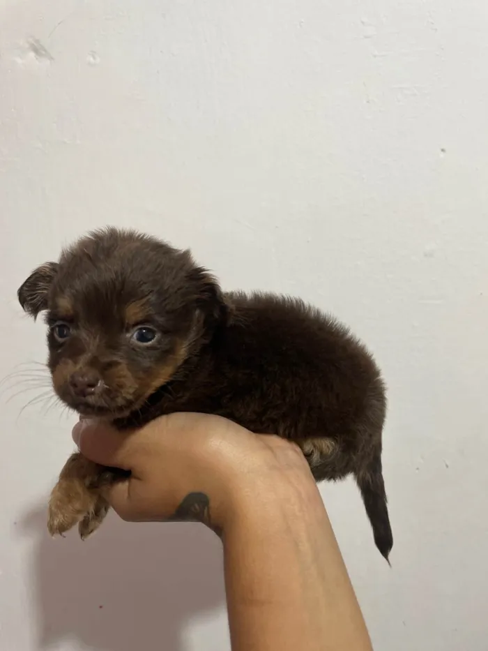 Cachorro ra a SRD-ViraLata idade Abaixo de 2 meses nome Não tem nome ainda 