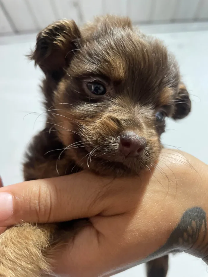 Cachorro ra a SRD-ViraLata idade Abaixo de 2 meses nome Não tem nome ainda 