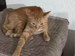 Gato raça SRD-ViraLata idade 2 anos nome Binho