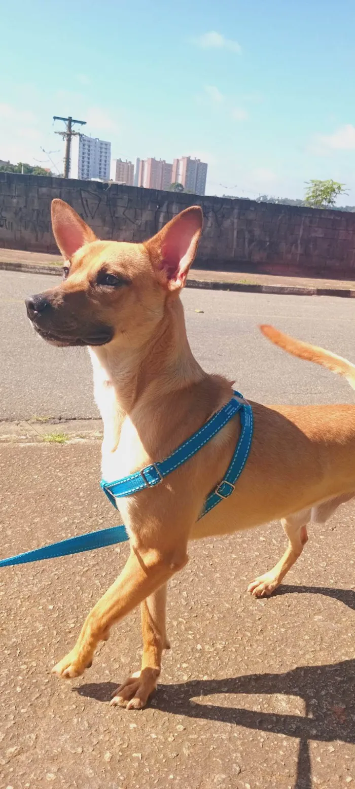 Cachorro ra a SRD-ViraLata idade 1 ano nome Rex