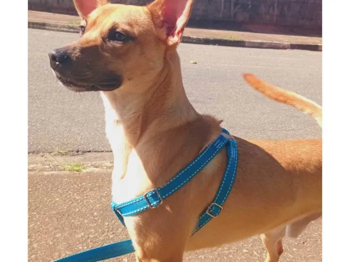 Cachorro ra a SRD-ViraLata idade 1 ano nome Rex