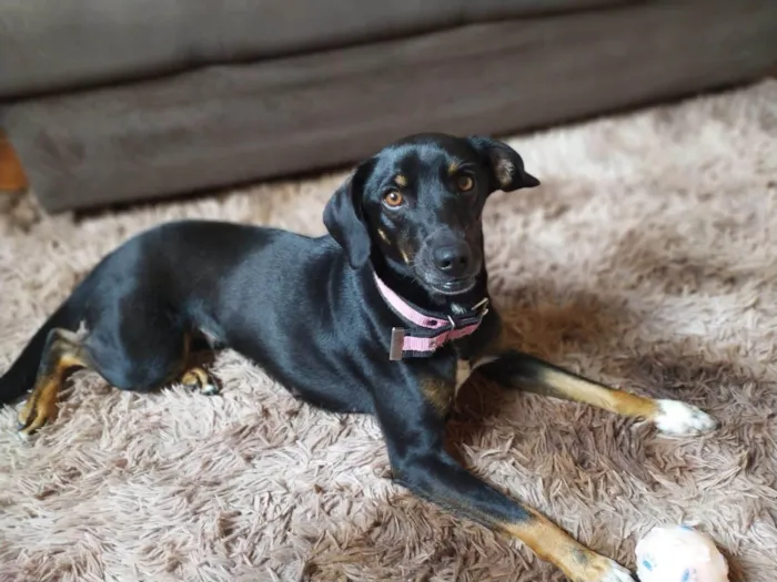 Cachorro ra a SRD-ViraLata idade 6 ou mais anos nome Nina