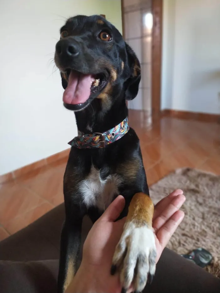 Cachorro ra a SRD-ViraLata idade 6 ou mais anos nome Nina