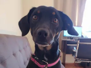 Cachorro raça SRD-ViraLata idade 6 ou mais anos nome Nina