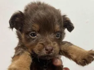 Cachorro raça SRD-ViraLata idade Abaixo de 2 meses nome Não tem nome ainda 