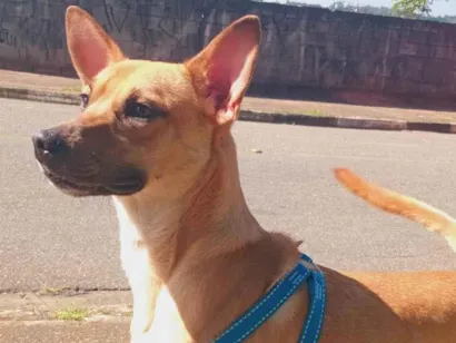 Cachorro raça SRD-ViraLata idade 1 ano nome Rex