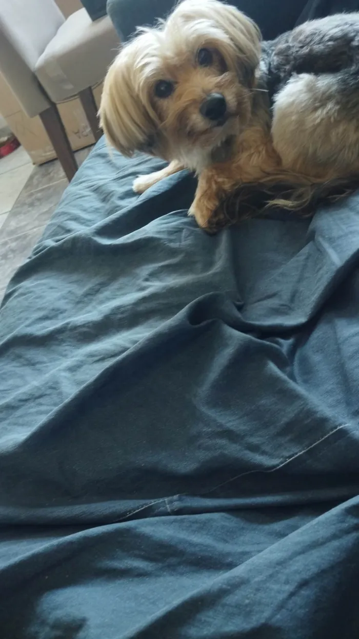 Cachorro ra a Yorkshire idade 6 ou mais anos nome Fadinha