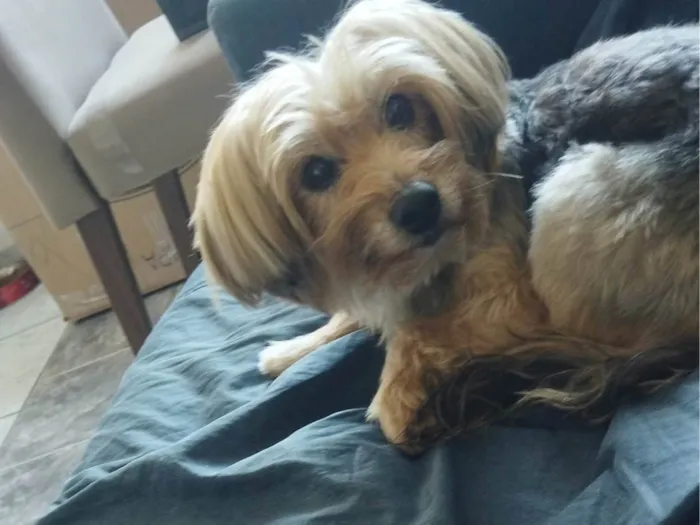 Cachorro ra a Yorkshire idade 6 ou mais anos nome Fadinha
